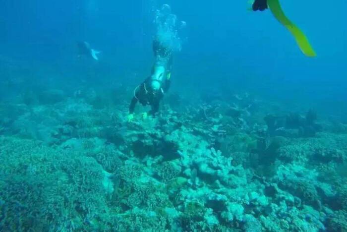 Tauchgang im Projekt in der Dominikanischen Republik