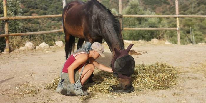 Volunteering with horses in Andalusia
