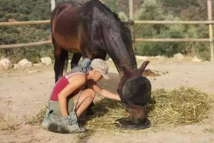 Freiwilligenarbeit mit Pferden in Andalusien