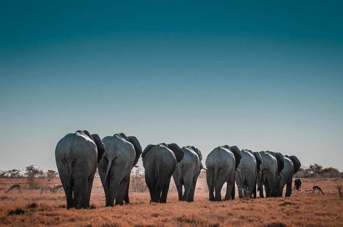 Elephants in tourism