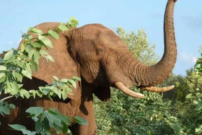 Freiwilligenarbeit als Wildlife Volunteer in Simbabwe