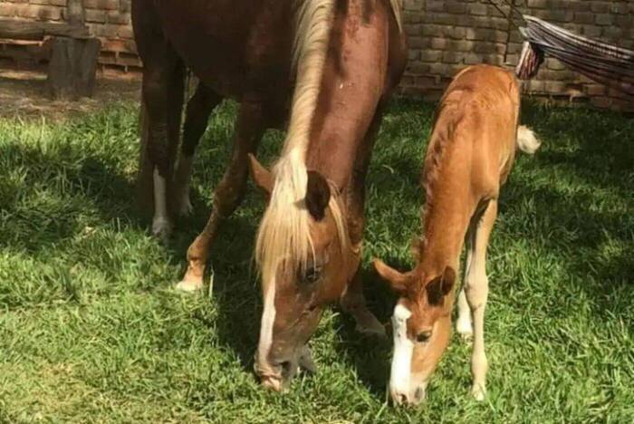 Horses on the farm in Peru
