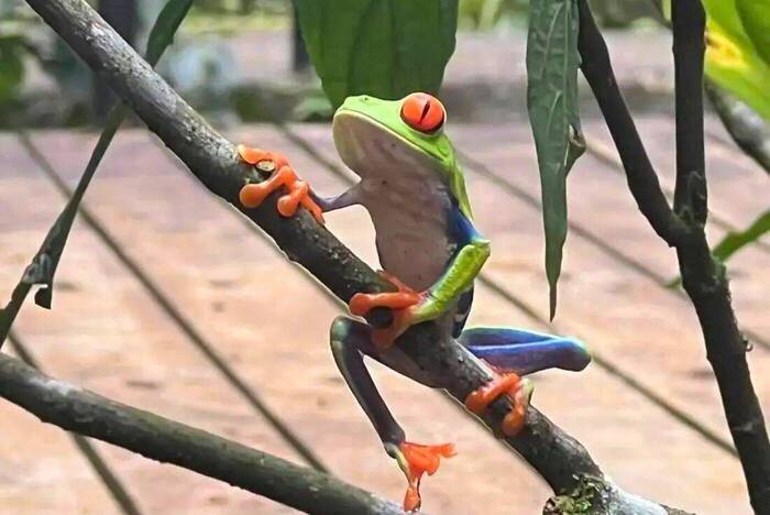 Tierwelt in Costa Rica