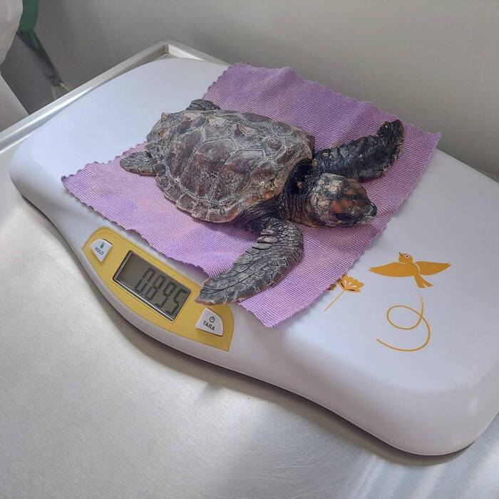 Veterinary medicine: Baby turtle in Greece