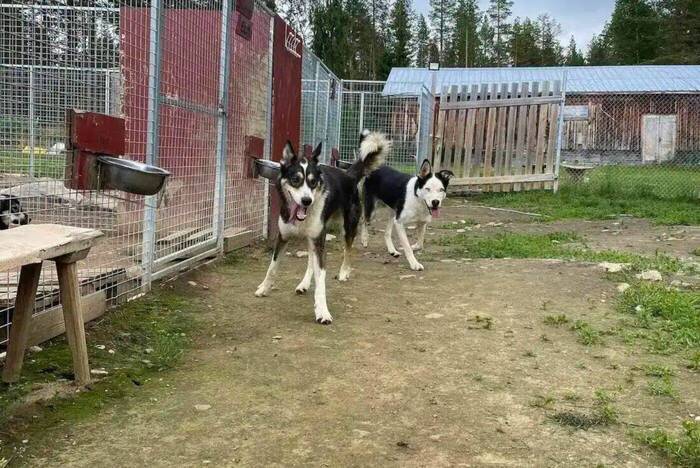 Huskys im Projekt