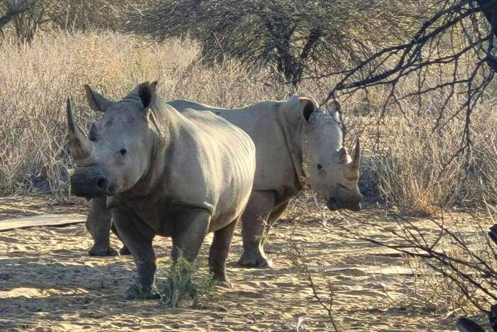 Nashörner im Wildlife Projekt