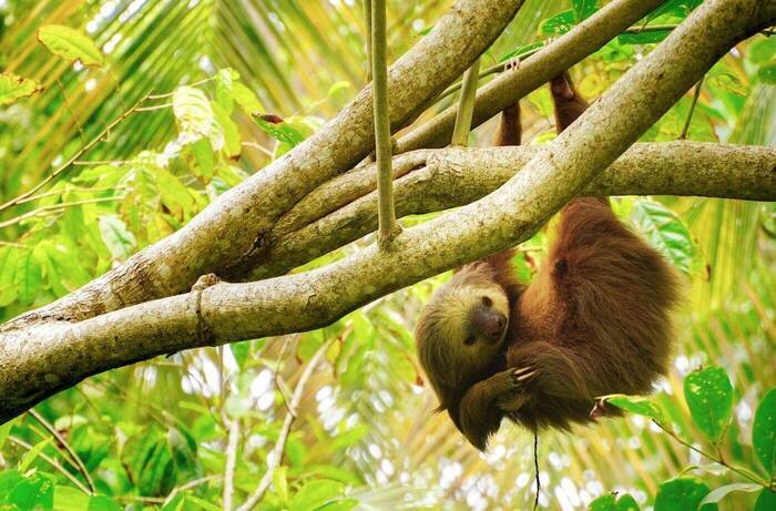 Faultier in Costa Rica