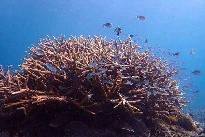 Unterwasserwelt in Tansania