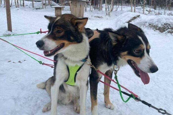 Husky Projekt in Schwedisch Lappland