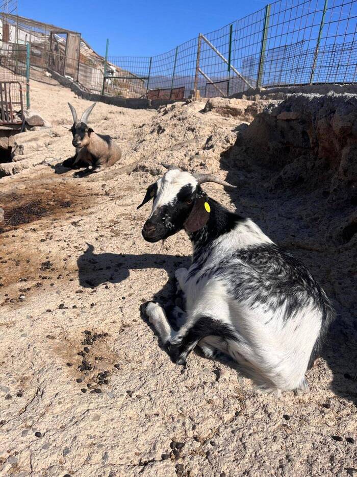 Freiwilligenarbeit im Tierschutz