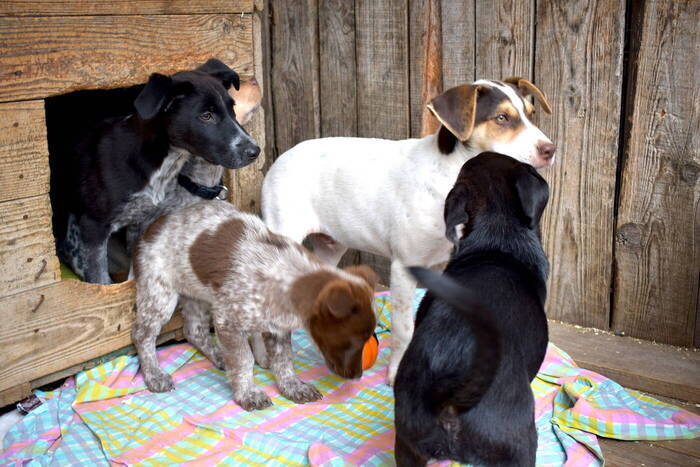 Süße Welpen im Hundeprojekt in Rumänien