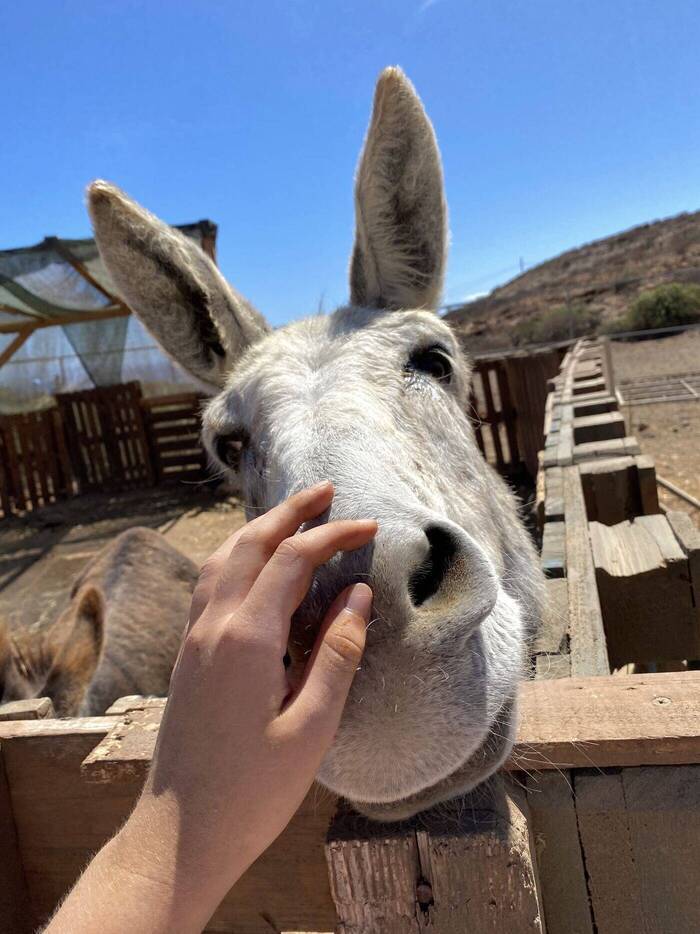 Tierschutz-Projekt auf Teneriffa