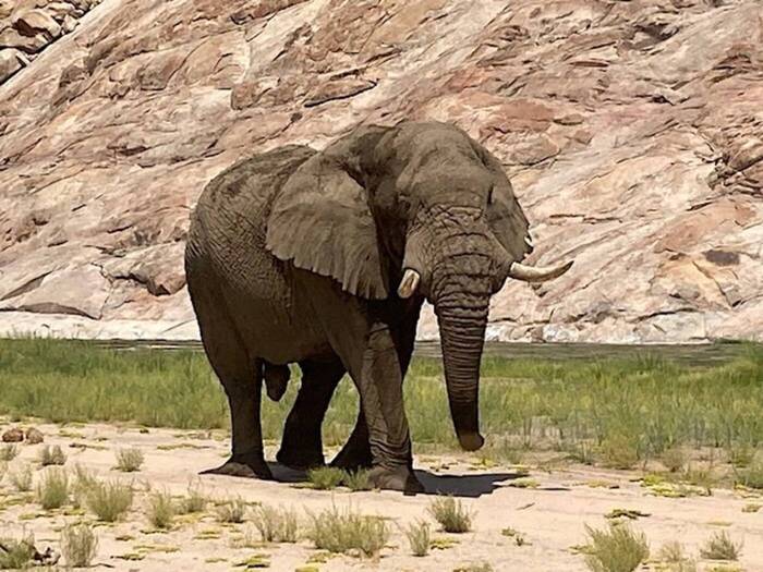 Elefant im Wildlife-Projekt