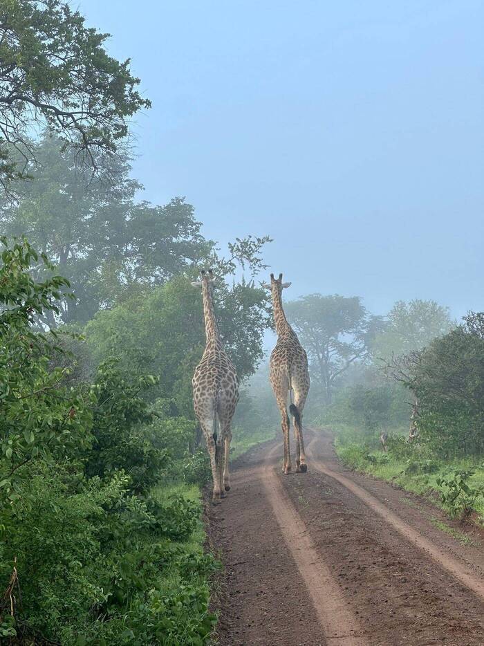 Giraffen beim beim Wildlife-Projekt in Simbabwe