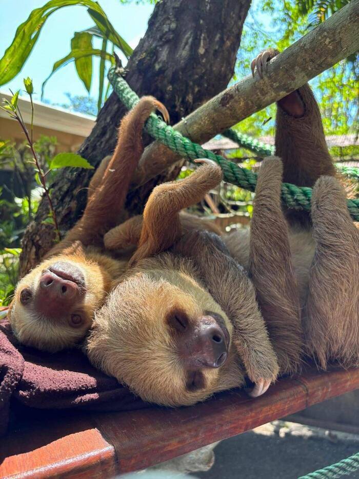 Faultiere in der Tier-Rettungsstation in Costa Rica