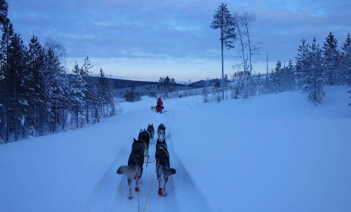 Sandras Volunteering beim Husky-Projekt in Schweden