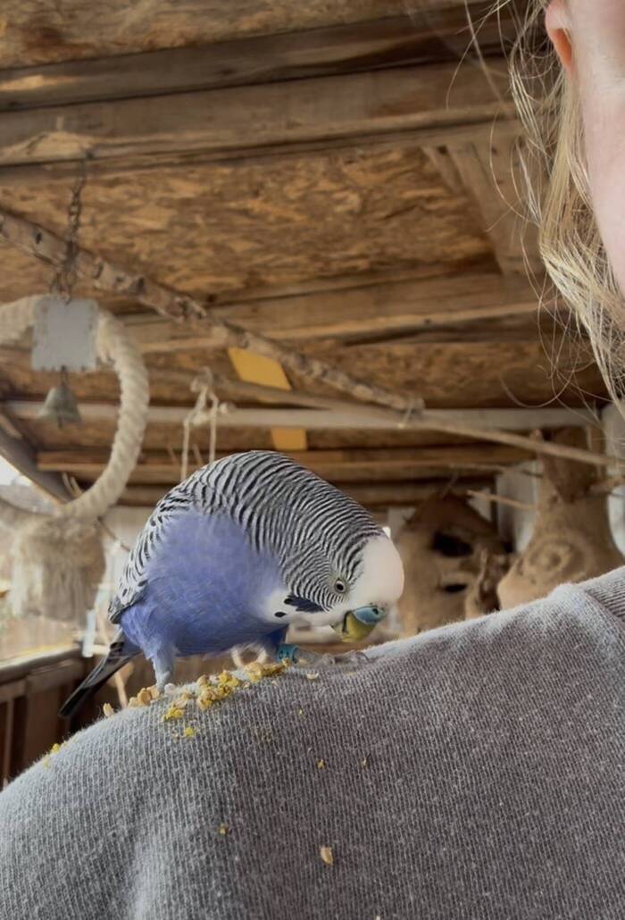 Marieke als Volunteer im Tierschutz Projekt auf Teneriffa