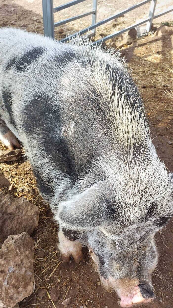 Lenes Volunteering im Tierschutz Projekt auf Teneriffa