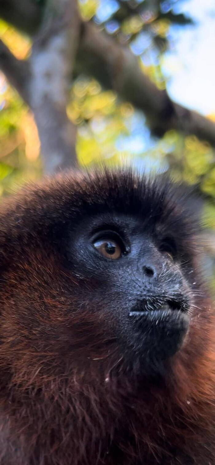 Ašaras Volunteering im Regenwaldschutzprojekt im Amazonas