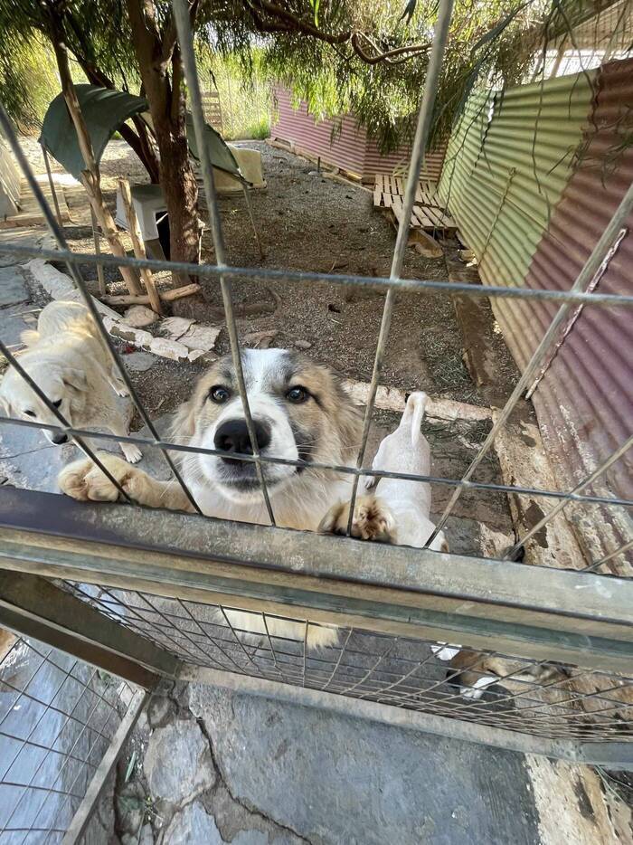 Annas Volunteering im Tierheim auf Kreta