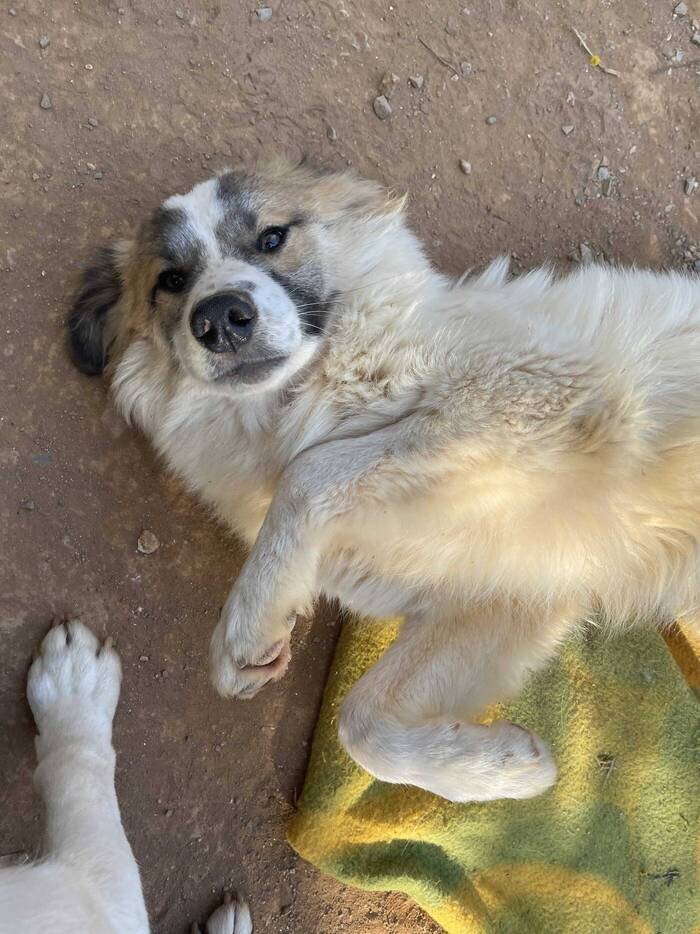 Lennox als Volunteer im Hundeprojekt