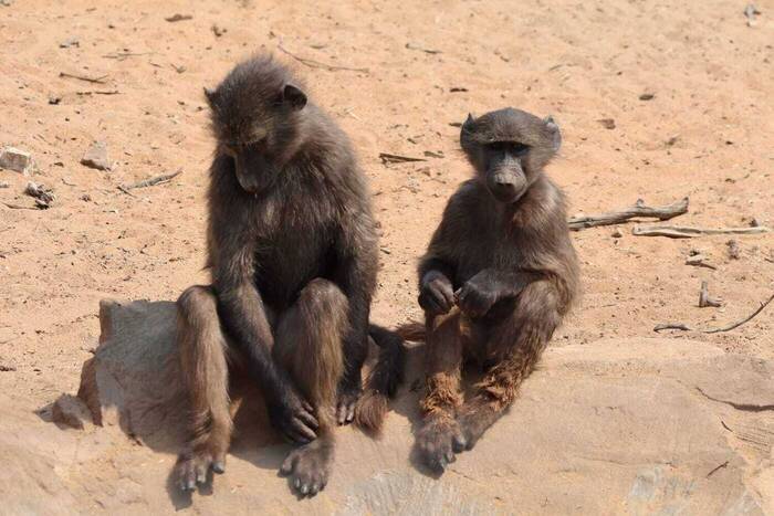 Paul als Volunteer im Wildtierschutzprojekt in Namibia