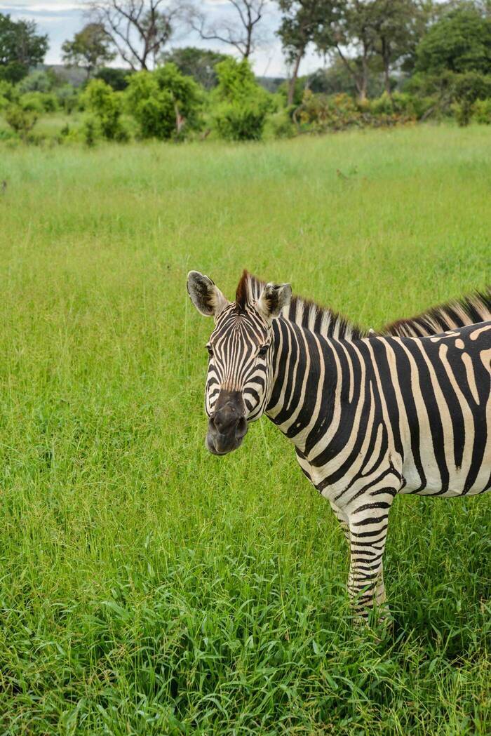 Letizia im Wildlifeprojekt in Simbabwe
