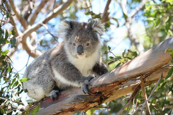 Koala in Australien