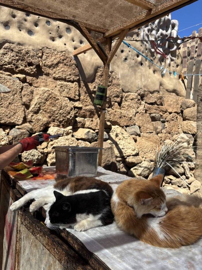 Eva beim Tierschutzprojekt in Teneriffa