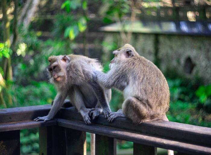 Affen auf Bali