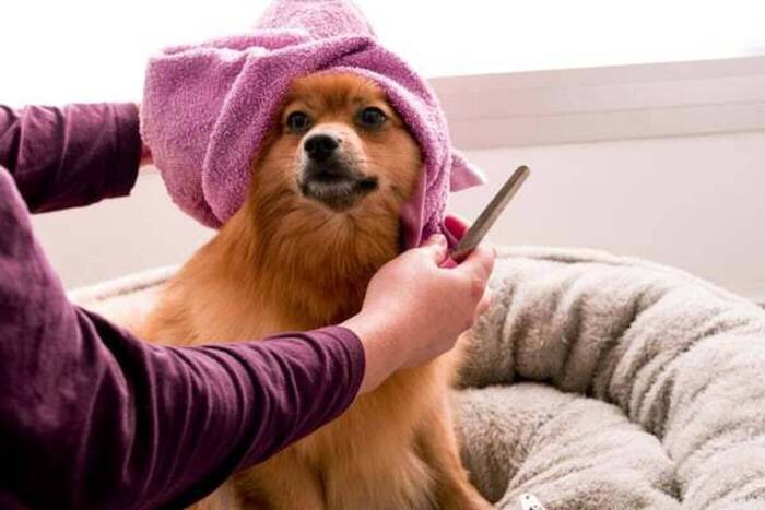 Hund vom Tierheim Kreta