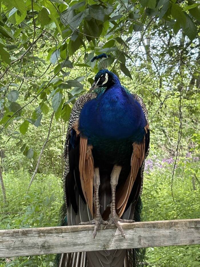 Vogel beim Wildtierschutz in Kanada