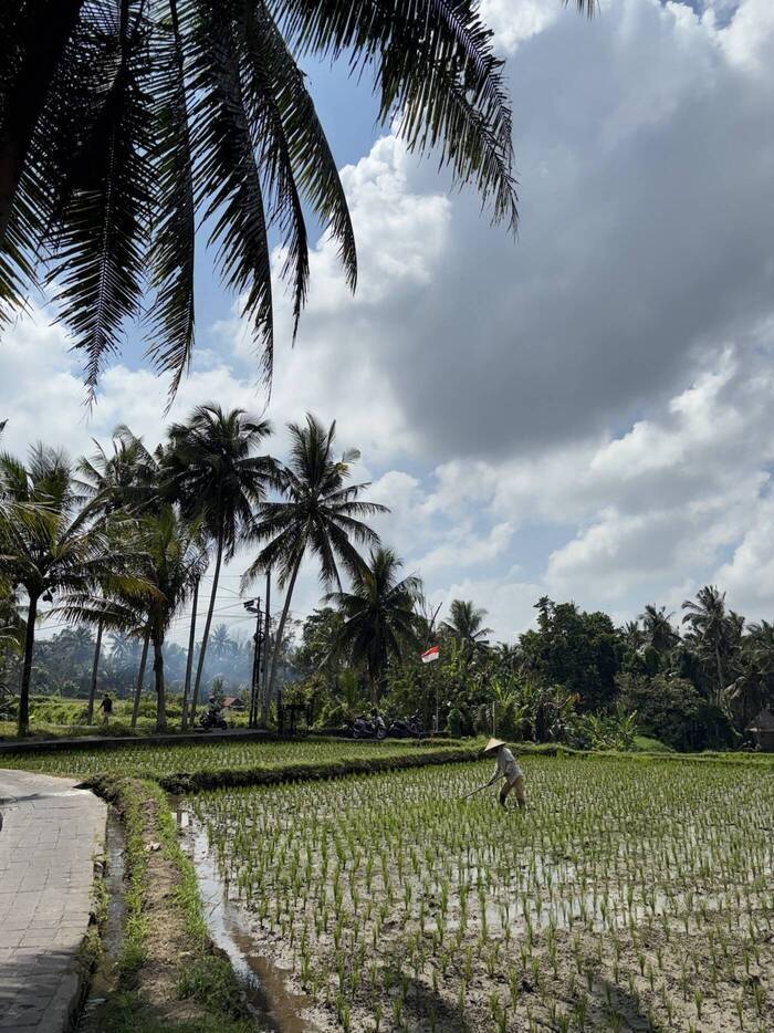 Feld auf Bali