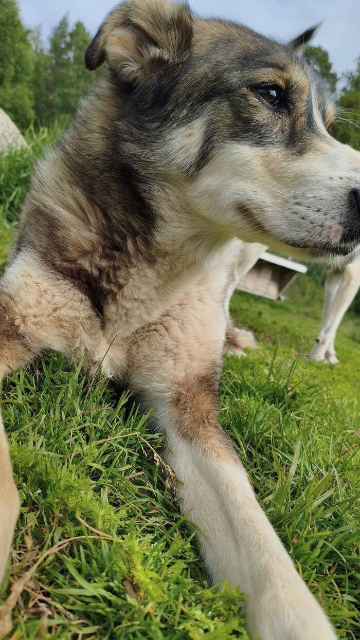 Husky in Schweden