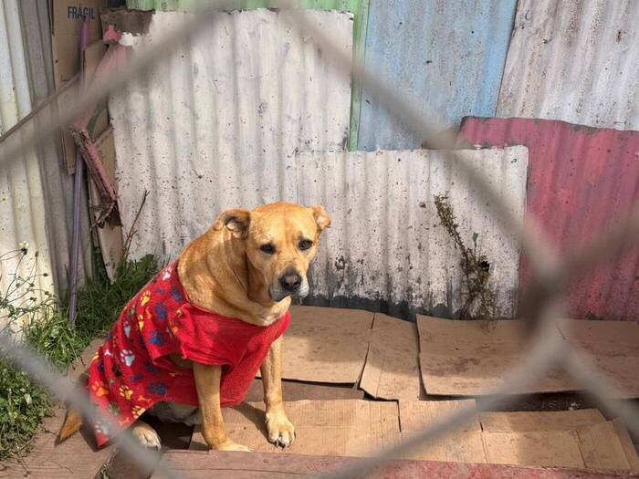 Straßenhund in Cusco