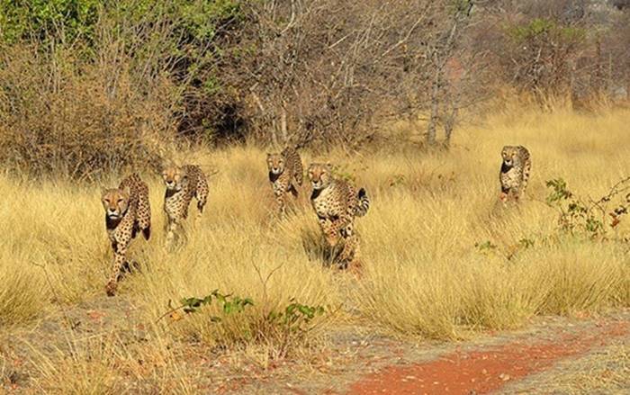 Erfahrungsbericht aus dem Wildlife Projekt in Namibia