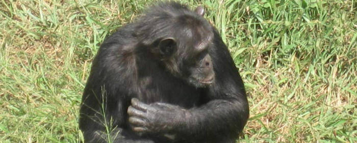 Freiwilligenarbeit Uganda Erfahrungsbericht