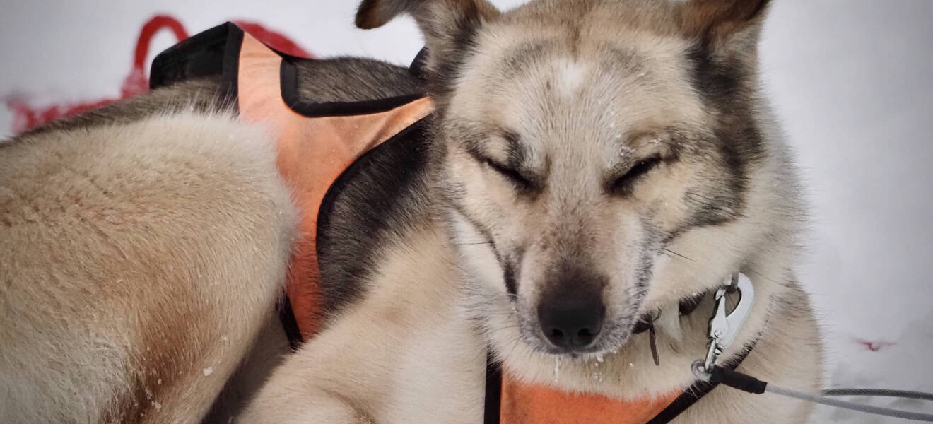 Freiwilligenarbeit auf der Husky-Farm in Schweden