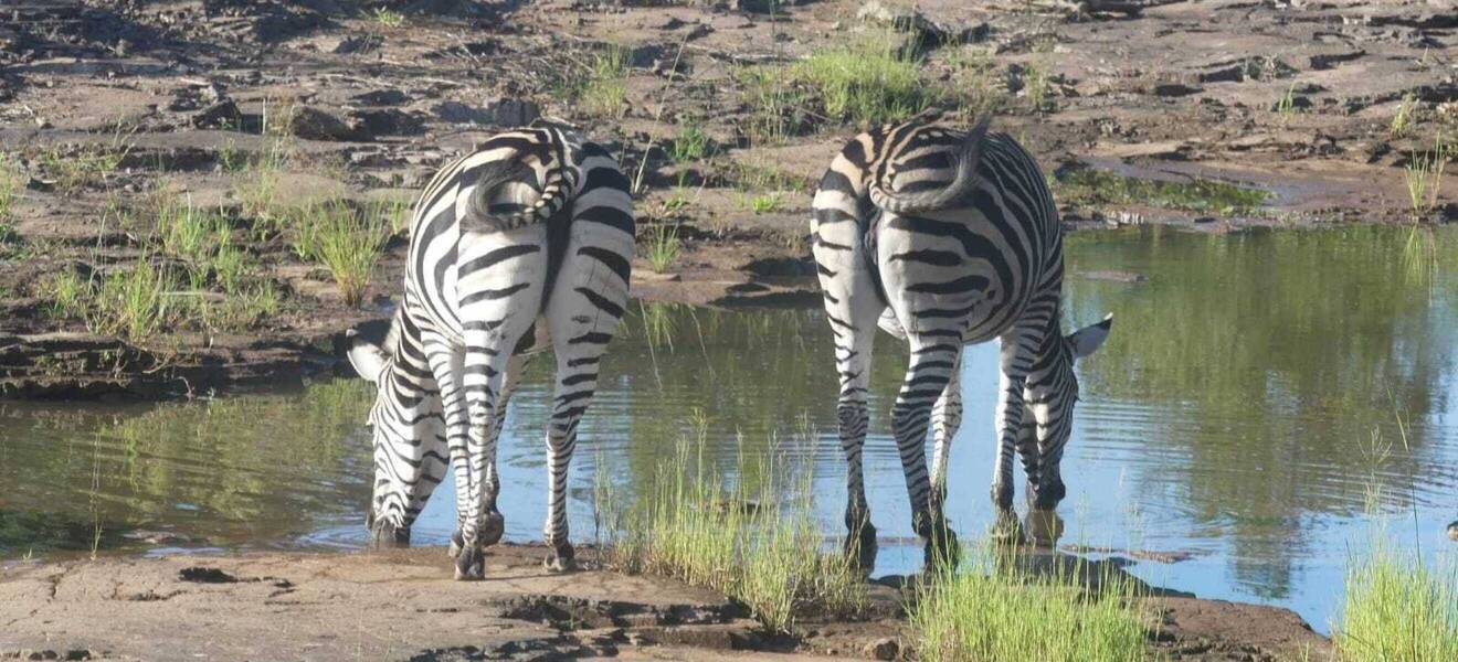 Freiwilligenarbeit als Wildlife Volunteer in Simbabwe