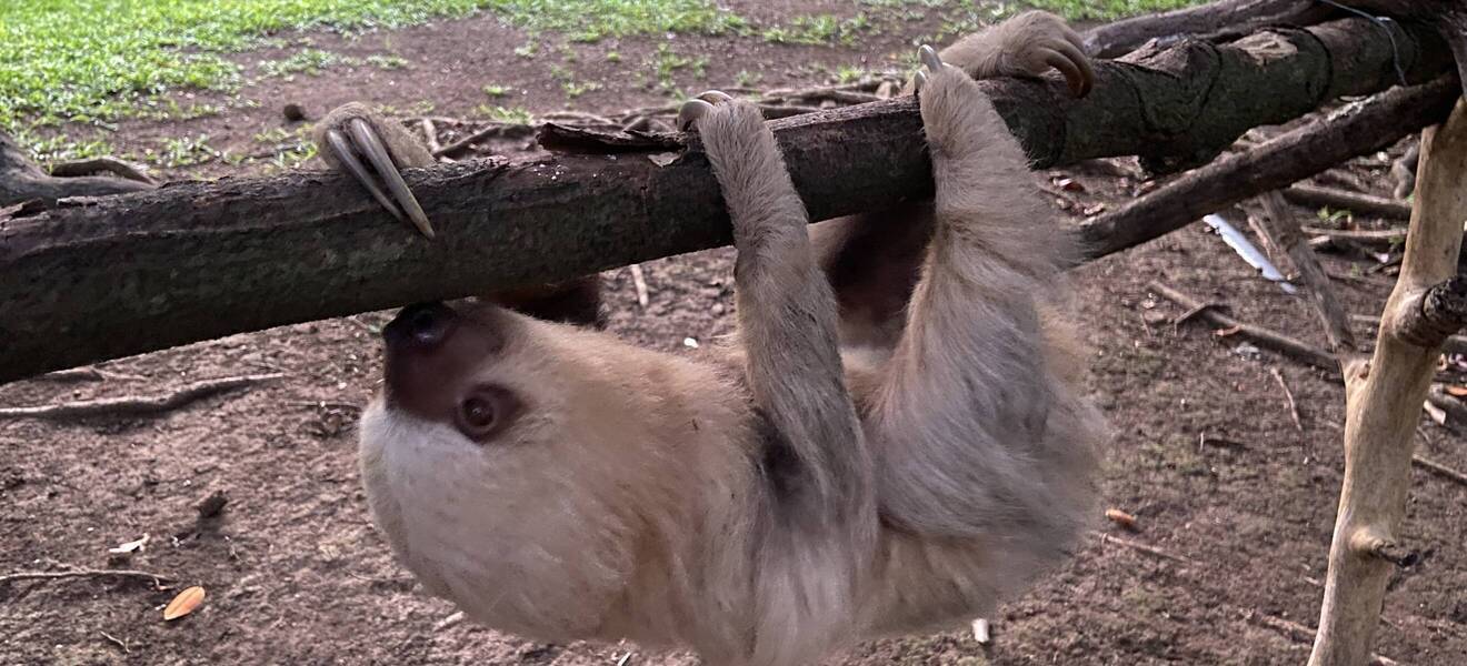 Freiwilligenarbeit in der Tierauffangstation in Costa Rica