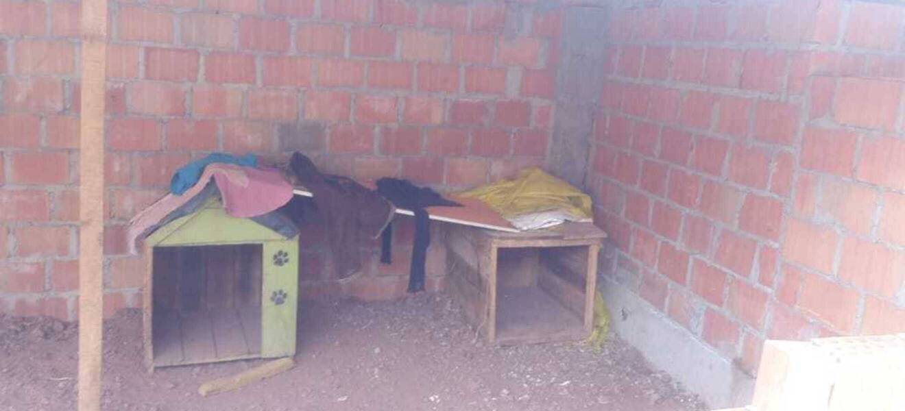 Projekt mit Straßenhunden in Peru