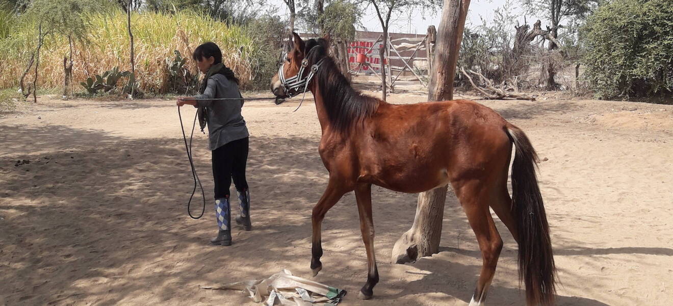 Volunteering at the horse farm in Peru
