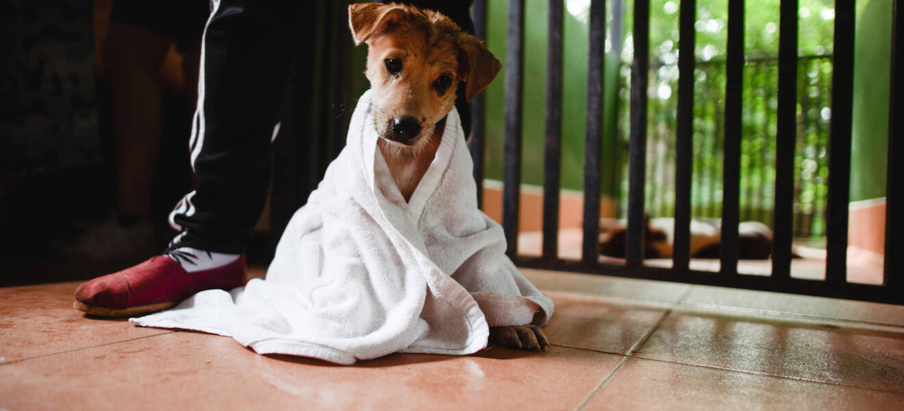 Hund in einem Tierheim im Ausland