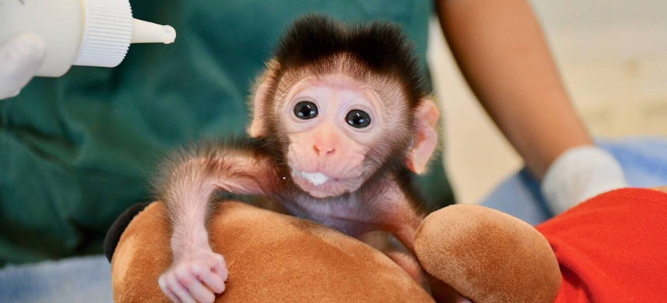Monkey in the animal project
