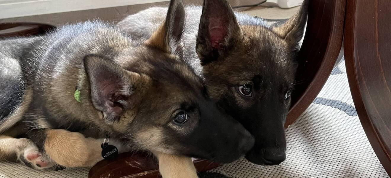 Welpen in der Unterkunft