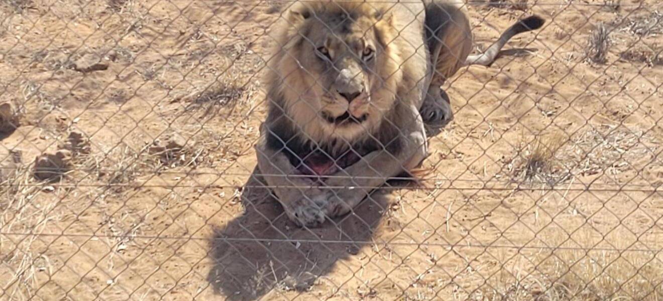 Löwe beim Wildlife Volunteer Projekt