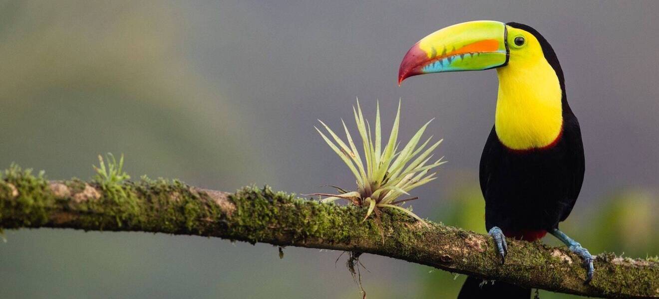 Toucan in tree in Costa Rica