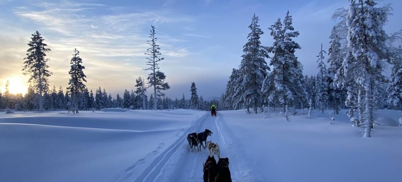 Husky-Projekt in Schweden
