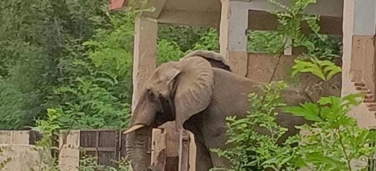 Elefant in Indien