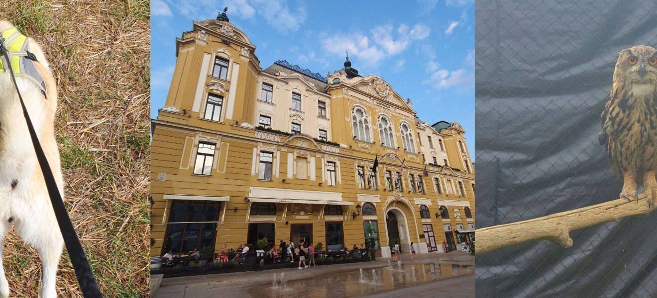 Silvans Zeit in Ungarn